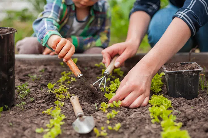 Building gardening confidence through better seed understanding