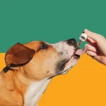 where to buy cbd oil for pets near me