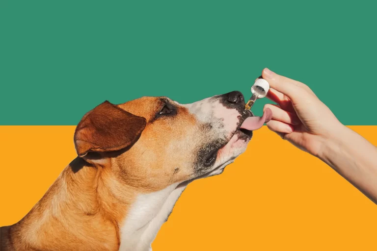 where to buy cbd oil for pets near me