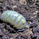 Tiny Isopods Bringing Distinct Character to Decorative Terrarium Environments Worldwide