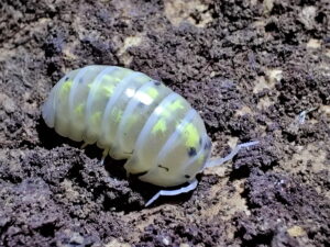 Tiny Isopods Bringing Distinct Character to Decorative Terrarium Environments Worldwide