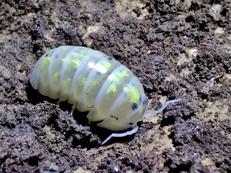 Tiny Isopods Bringing Distinct Character to Decorative Terrarium Environments Worldwide