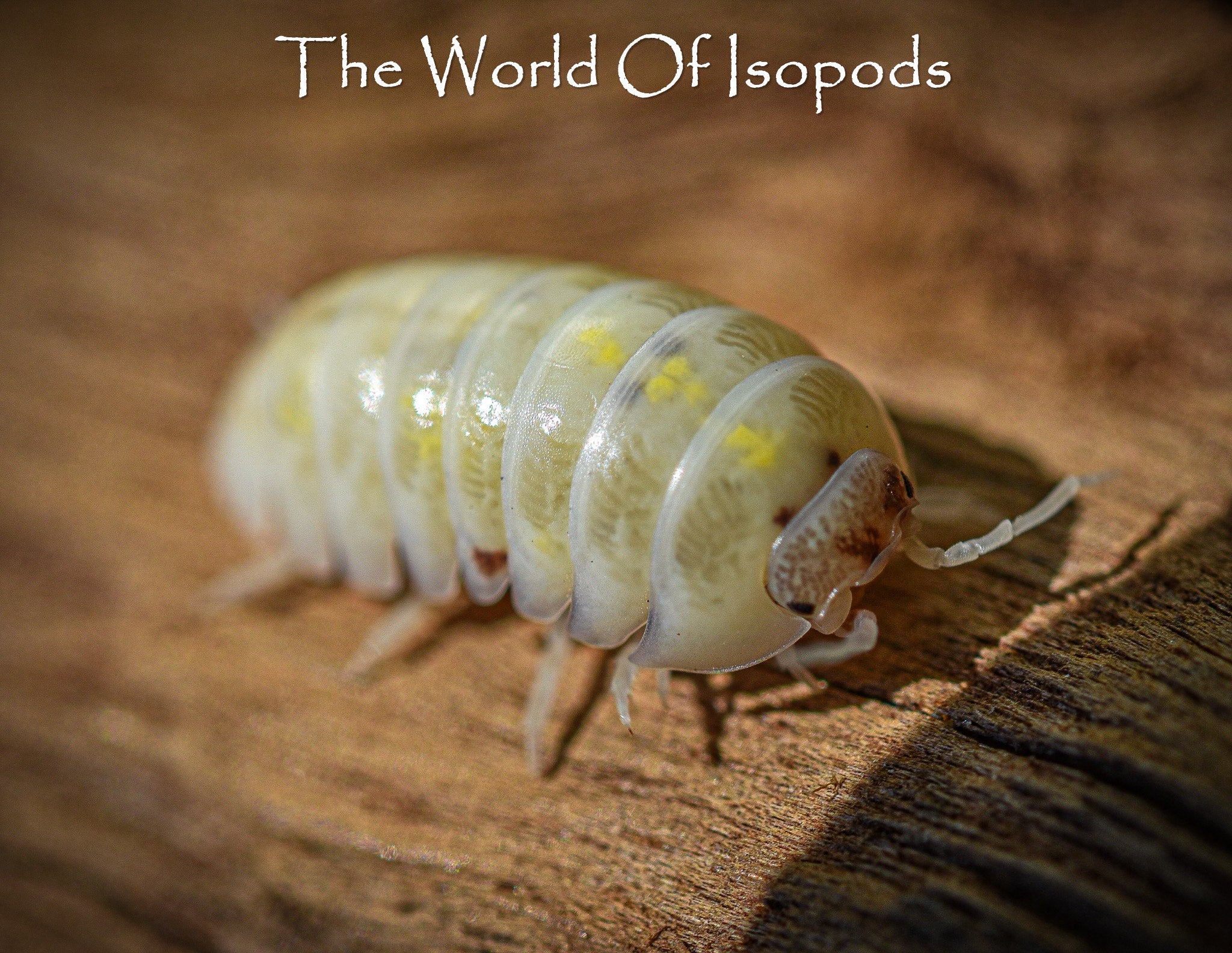 rubber ducky isopods
