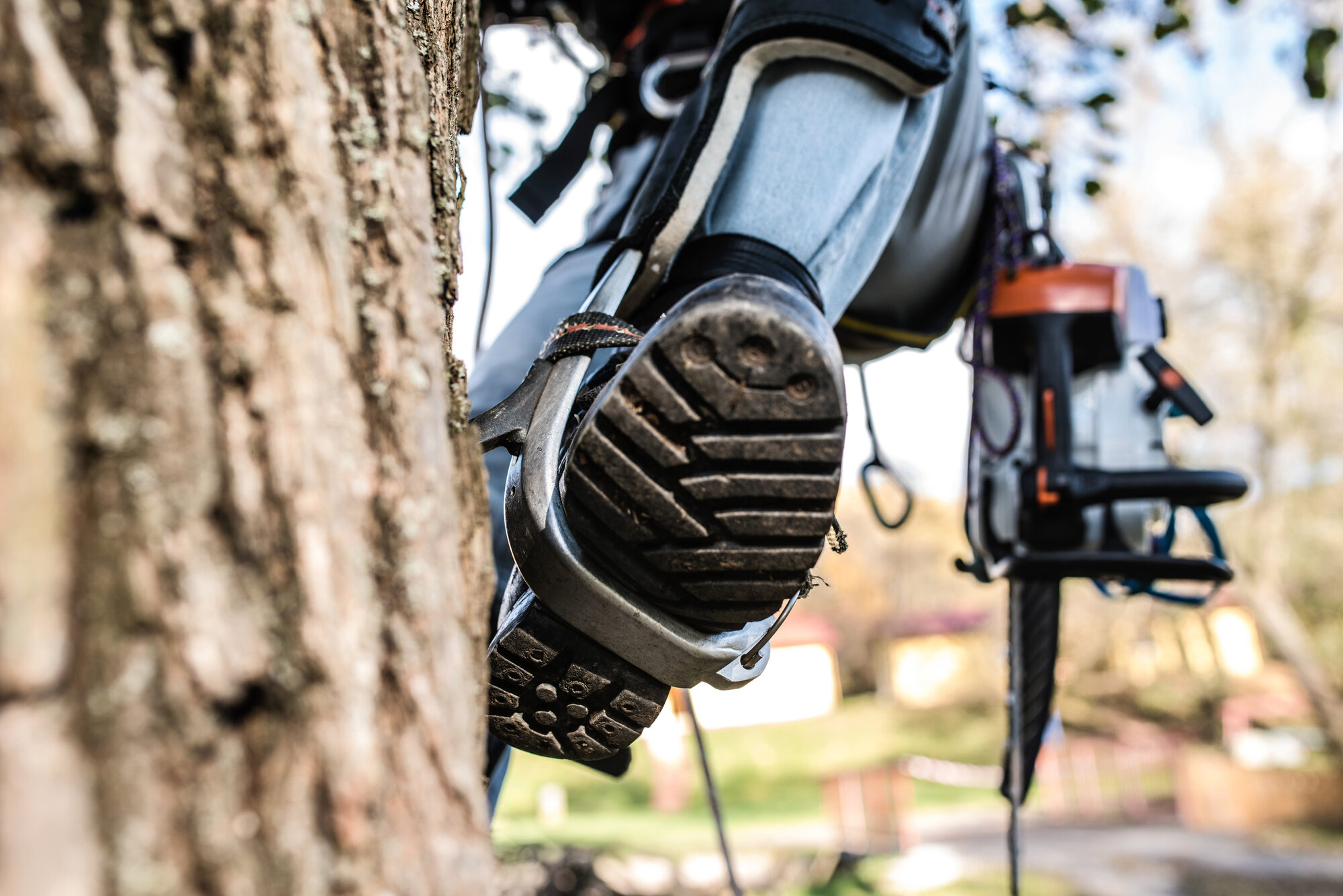 Stockport tree surgeon
