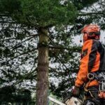 Mature Tree Preservation Supporting Long Term Property Stability Across Stockport