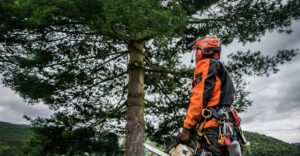 Mature Tree Preservation Supporting Long Term Property Stability Across Stockport