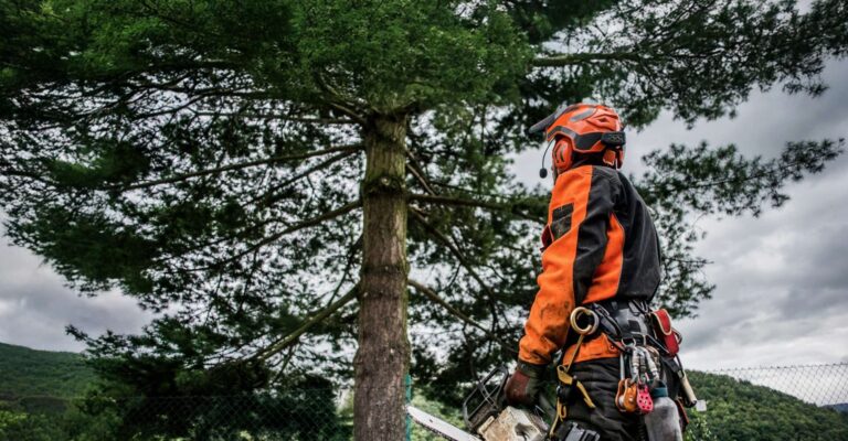 Mature Tree Preservation Supporting Long Term Property Stability Across Stockport