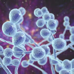 Investigating LL 37 Through Cellular Defense Research